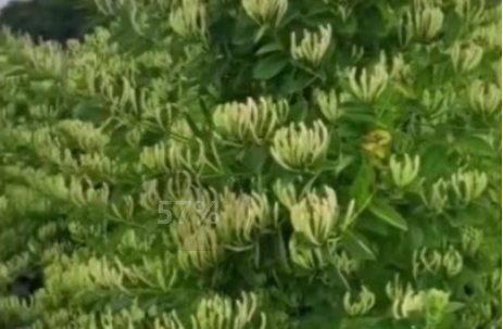 100畝純蕾金銀花種植五年產量效益表