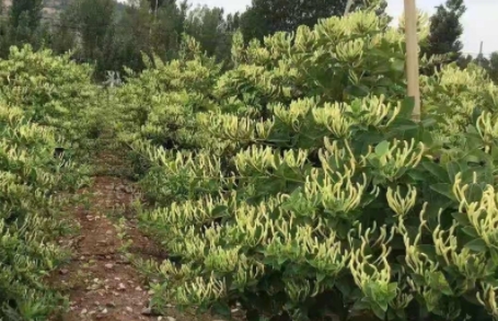 純蕾金銀花產業化種植代理合作辦法